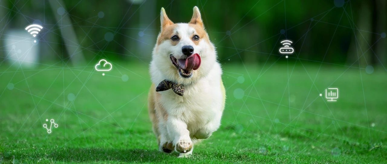 来见证 新彩官网网络为乖宝集团打造的这张网